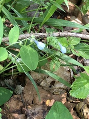 Mertensia virginica