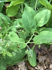 Mertensia virginica