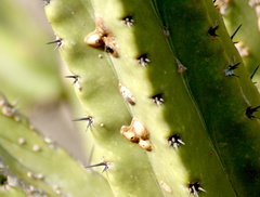 Cactophagus spinolae