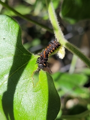 Battus philenor