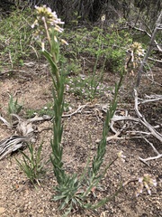 Boechera sparsiflora