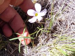 Oxalis smithiana