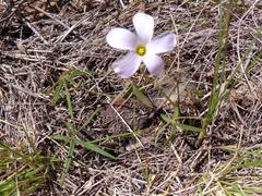 Oxalis smithiana