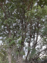 Peltophorum africanum