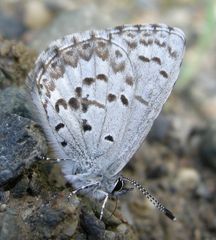 Celastrina asheri