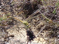 Ceratogomphus pictus