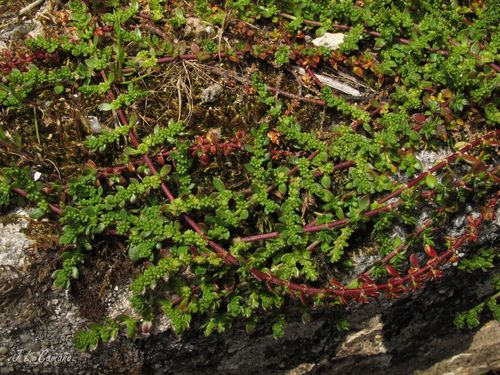 Herniaria ciliolata (Herniaria ciliolata)