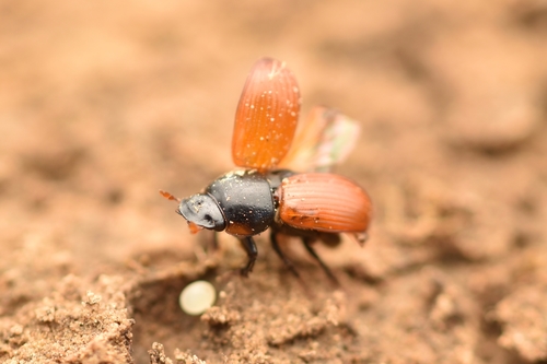 Common dung beetle photo 6