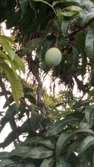 Mangifera indica image