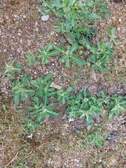 Pilosella aurantiaca