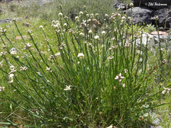 Baccharis sagittalis