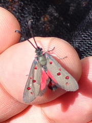 Neurosymploca caffra