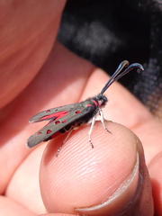 Neurosymploca caffra