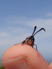 Neurosymploca caffra