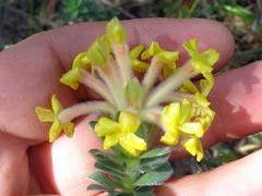 Lasiosiphon anthylloides