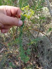 Lasiosiphon anthylloides