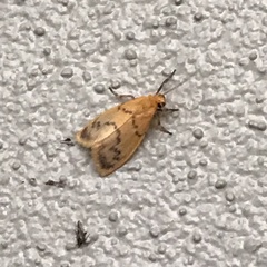 Symmetrodes sciocosma