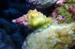 Drupella cornus