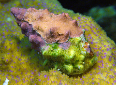 Drupella cornus