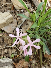 Silene caroliniana