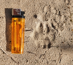 Caracal caracal