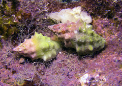 Drupella cornus
