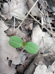 Impatiens parviflora