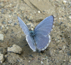 Celastrina asheri