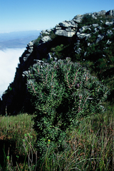 Leucadendron radiatum
