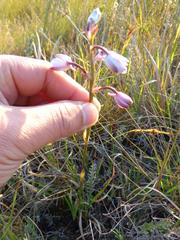 Eulophia hians hians