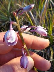 Eulophia hians hians