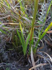 Eulophia hians hians