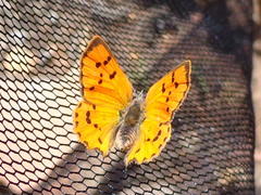Chrysoritis chrysaor