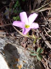 Oxalis smithiana