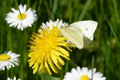 Pieris rapae
