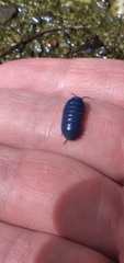 Invertebrate iridescent virus 31