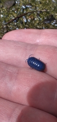 Invertebrate iridescent virus 31
