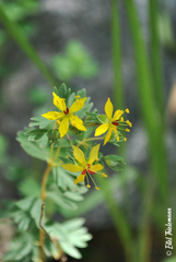 Balbisia gracilis