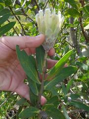 Protea mundii