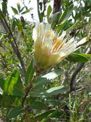Protea mundii