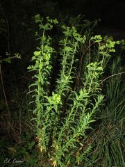 Euphorbia hirsuta