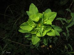 Euphorbia hirsuta