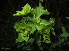 Euphorbia hirsuta