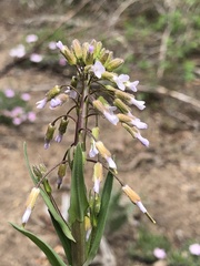 Boechera sparsiflora