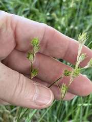 Carex tetrastachya