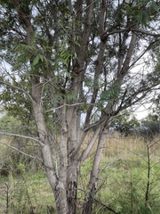 Peltophorum africanum