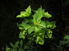 Euphorbia hirsuta