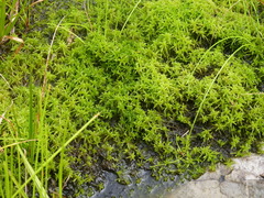 Sphagnum truncatum