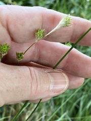 Carex tetrastachya