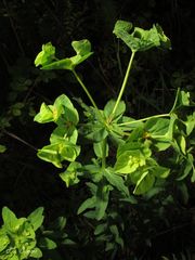 Euphorbia hirsuta